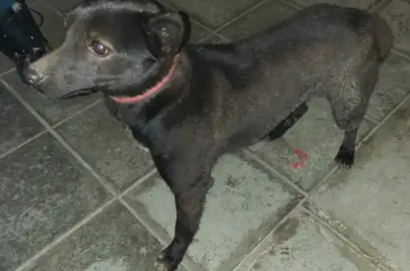 Найдена собака на улице Карбышева, Самара.