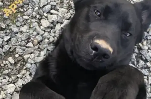 Пропала собака в п. Саранпауль ХМАО, Лабрадор, чёрный, 4 года!