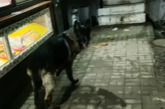 Собака найдена в Сергиевом Посаде, район ж/д вокзала