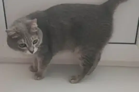 Найдена кошка в Набережных Челнах