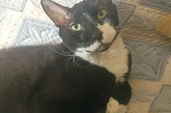 Кошки потеряшки, Владивосток, фото: Потеряшка кошка Картоха на Русской улице, 79 во Владивостоке