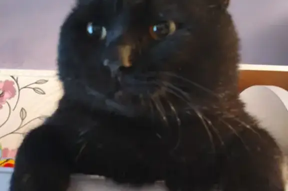 Пропал чёрный кот на улице Ватутина, 11, Коркино