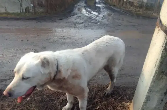 Найдена собака в Садовом товариществе на Присеймской, 172, Курск