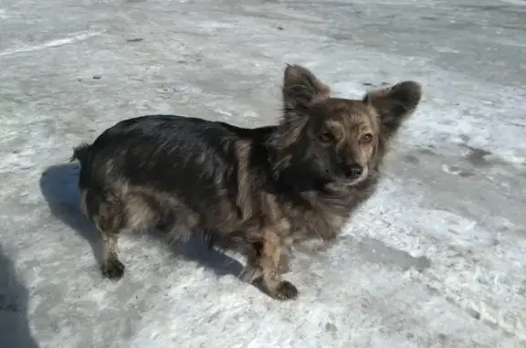 Найдена собака около магазина Светофор на Майском шоссе