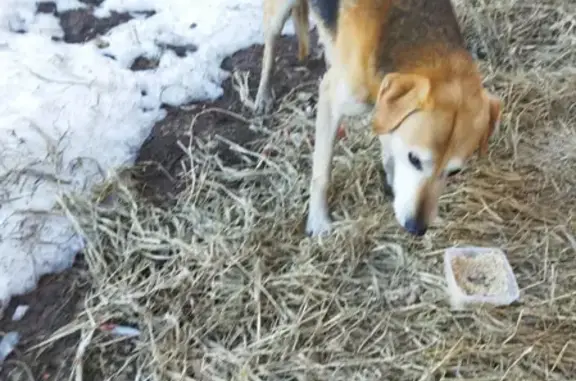 Найден худой пёс на ул. Гагарина, Малоярославец