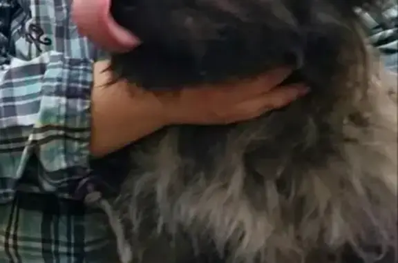 Пропала собака в Улан-Удэ, Республика Бурятия