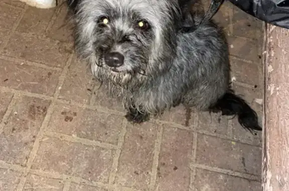 Собака найдена на Московской улице, 129 в Калуге.