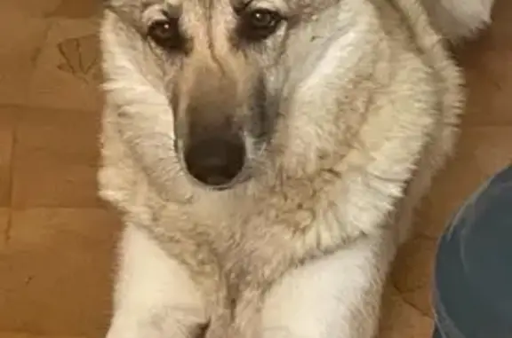 Пропала собака на Лиственском месторождении, Западно-Сибирская лайка, номер клейма FJY 3404