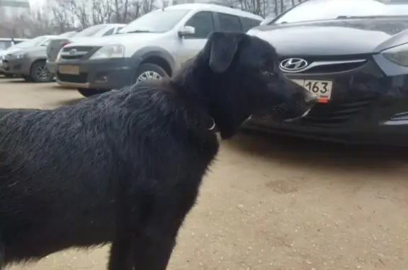 Собака с белым пятнышком на груди найдена на ул. Дзержинского, 17Б.