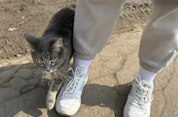 Найдена беременная кошка с ошейником на Лесной улице