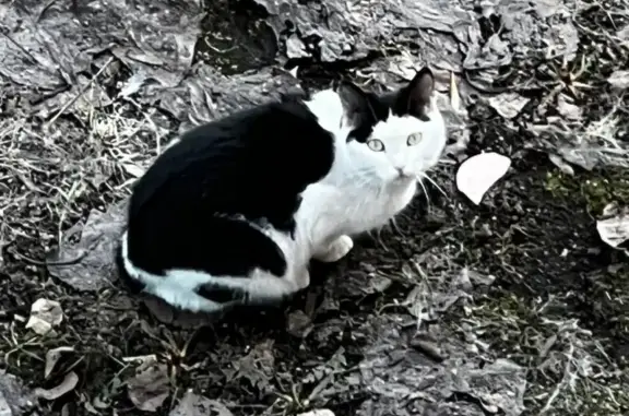 Найдена кошка на ул. Симоновский Вал, 24 к3