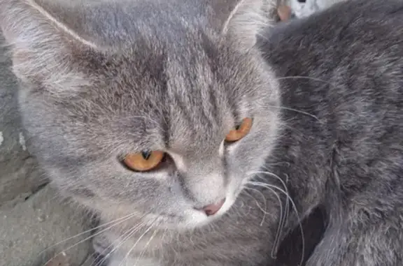 Найдена кошка на улице Жолудева, 24