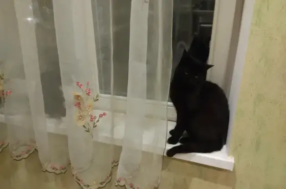 Найдена черная кошка на Речном проезде 2