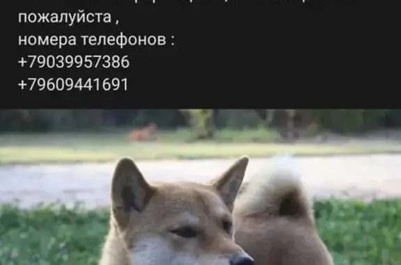 Объявления о пропавших и найденных животных, Славгород, фото: Пропала собака Акела в Славгороде, Алтайский край