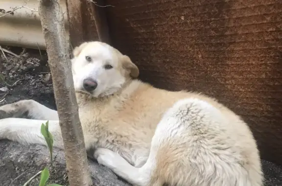 Пропала собака Честер на Коммунистической, 14 в Уфе