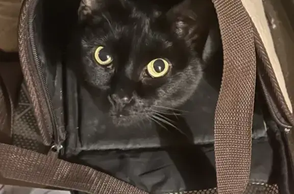 Пропала чёрная кошка с травмой хвоста на ул. Матросова, 16