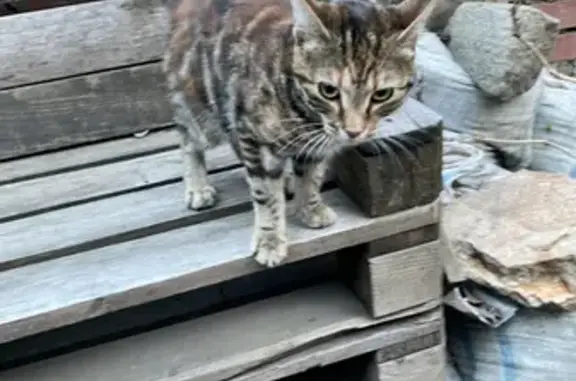 Найдена кошка на Островского 7 в Ростове