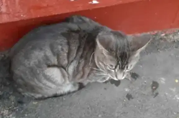 Найдена кошка на ул. Вяземская, Москва