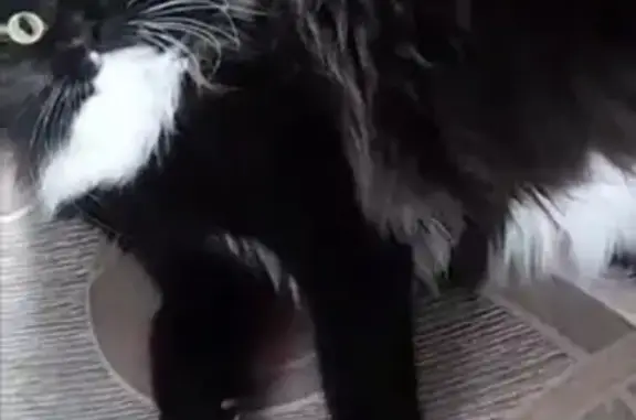 Пропала кошка, зеленоглазая пушистая девочка на улице Газовиков