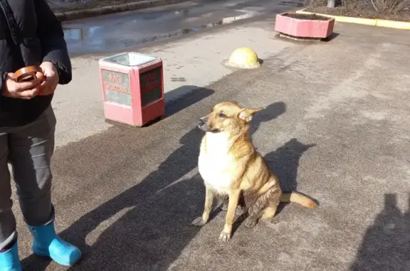 Потерянная собака возле Пионерского парка, Санкт-Петербург
