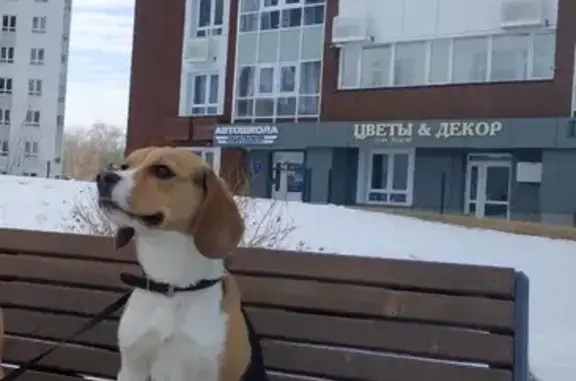 Собаки потеряшки, Ульяновск, фото: Потеряшка собака на ул. Герасимова, 14А в Ульяновске