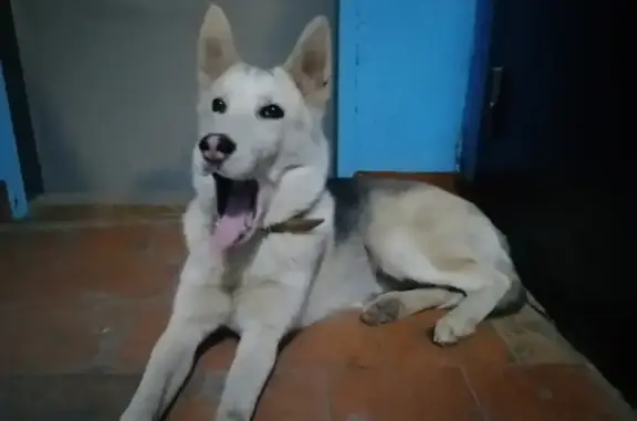 Найдена собака на улице Чаадаева, 113 в Пензе