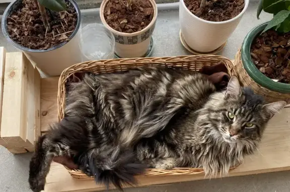 Объявления о пропавших и найденных животных, Поповка, фото: Пропал кот Джастин в д.Поповка, Московская область ☹️