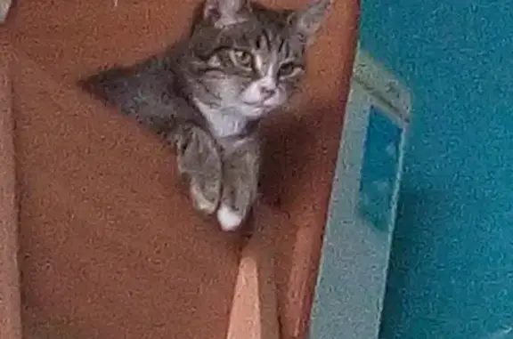 Кошки потеряшки, Тольятти, фото: Потеряшка кошка на улице Ленина, 31