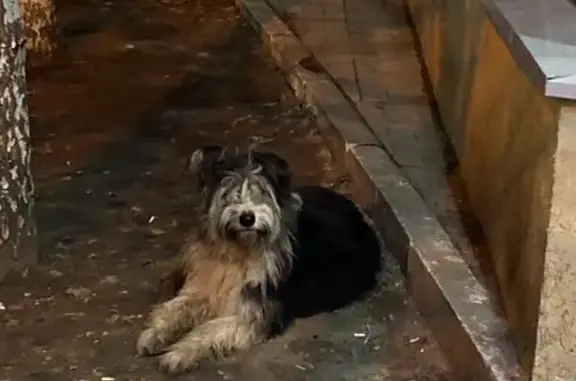 Найдена добродушная собака на Изумрудной улице
