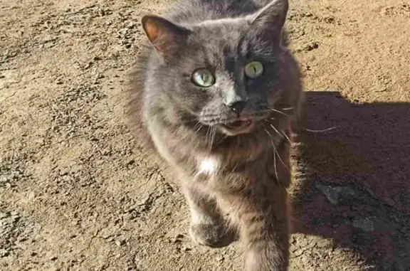 Кошки потеряшки, Ижевск, фото: Потеряшка кошка Арчи, Уд. переулок 42, Ижевск