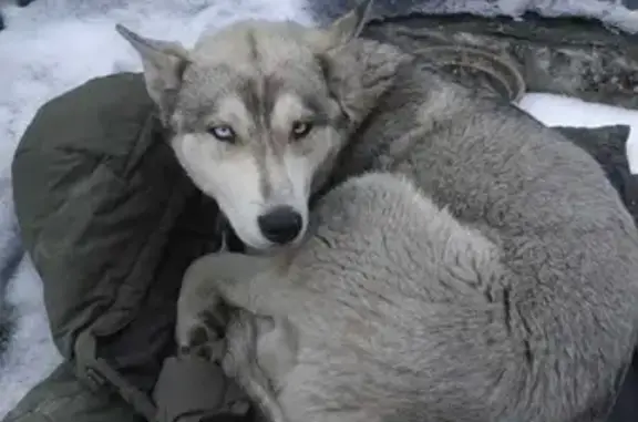 Пропала собака на Невьянской, Кемерово