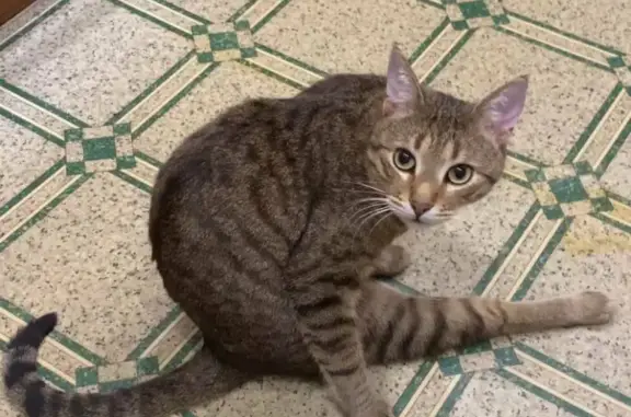 Потерянные животные Москва, фото: Пропал кот метис на Новгородской 36, Москва