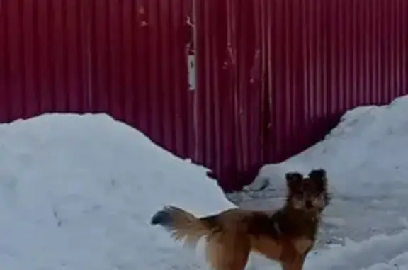 Собака с ошейником найдена в Малоярославце