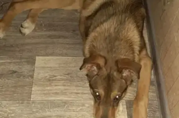 Найден крупный щенок у Соломбала Молл, ищем ответственного хозяина