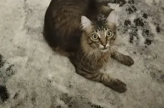 Пропала кошка Семён в Владимирской области