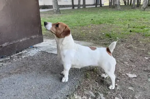 Найдена собака Джек-Рассел терьер на ул. Мира, Азов