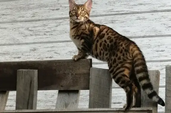 Пропала Бенгальская кошка в Белгородской области