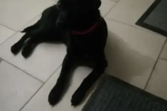 Найдена чёрная собака с розовым ошейником на ул. Героев Шипки, 27А