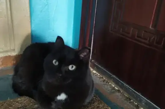 Найдена британская кошка на Богдана Хмельницкого, 15