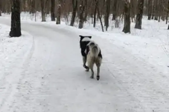 Найдена крупная собака в Мещерском парке, Московская область