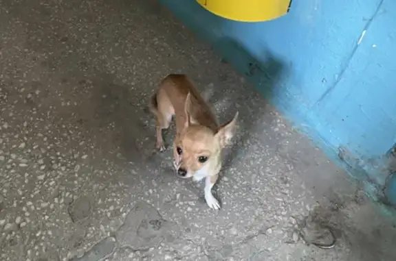 Найдена рыжая собака на бульваре Победы