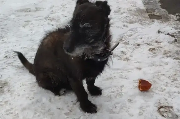 Найдена собака на пр. Химиков, Кемерово