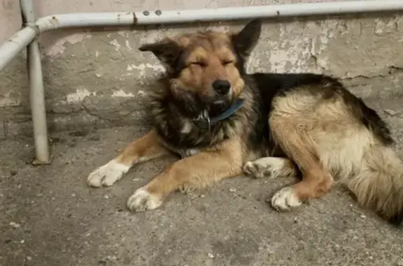 Найдена домашняя собака на ул. Архитектора Свиязева, 35