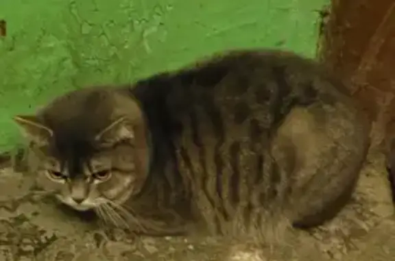 Пропала кошка на ул. Володарского, 10 в Архангельске