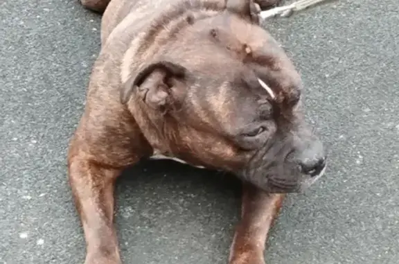 Пропала собака на Колхозной улице в СПб