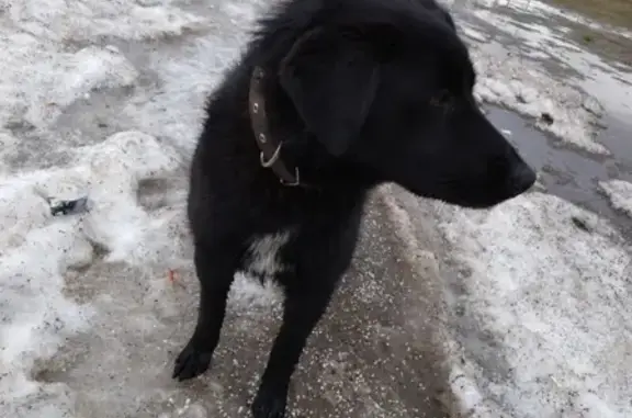 Найдена собака в Зеленограде, ищем хозяина!
