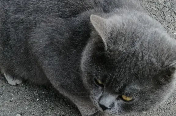 Упитанный серый кот на Комсомольской, 81А, Курган.