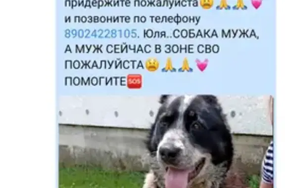 Пропала собака с шрамом в Калининградской области