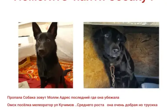 Пропала собака Молли в Омске, помогите найти!