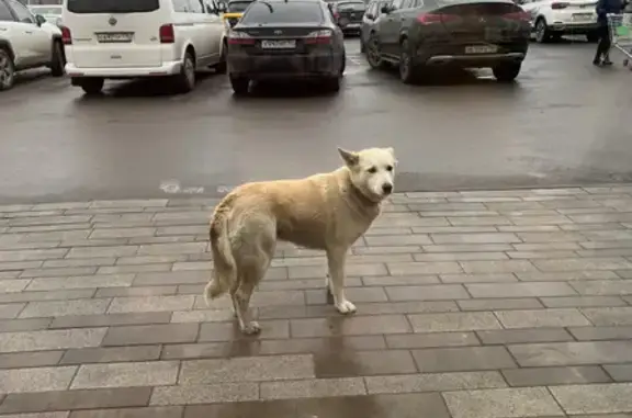 Найдена ласковая собака на Новоприозерском шоссе